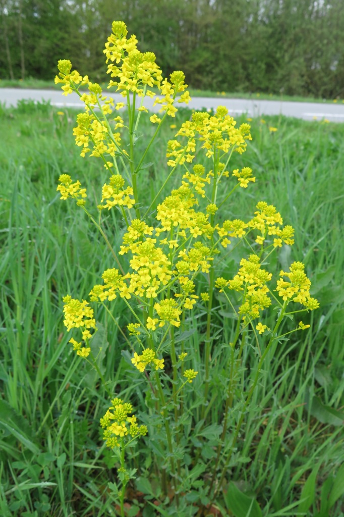 onbekende geel bloeiende plant